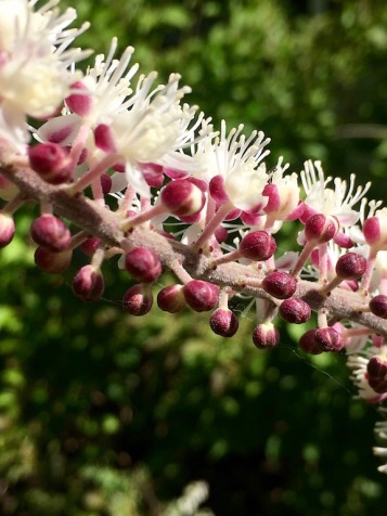 Bugbane bloom close-up